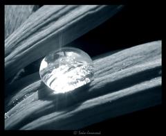 tear from heaven