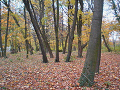 Jeseň