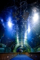 Caribbean underwater life