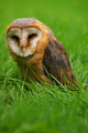 Tyto alba ... inak Sova pálená