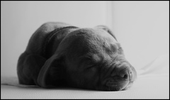 Lola II