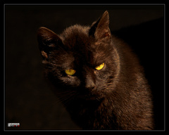 The Darkside
