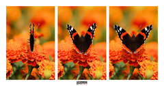 Minipríbeh motýlích krídel