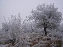 Zima