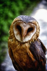 Bubo