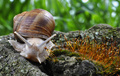 The Snail