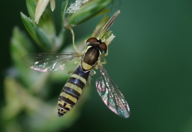 Pestřenka