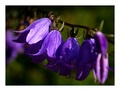 bells