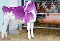 Milka