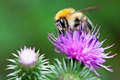 Macro