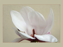Magnolia