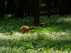Muflóny