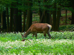 Laň