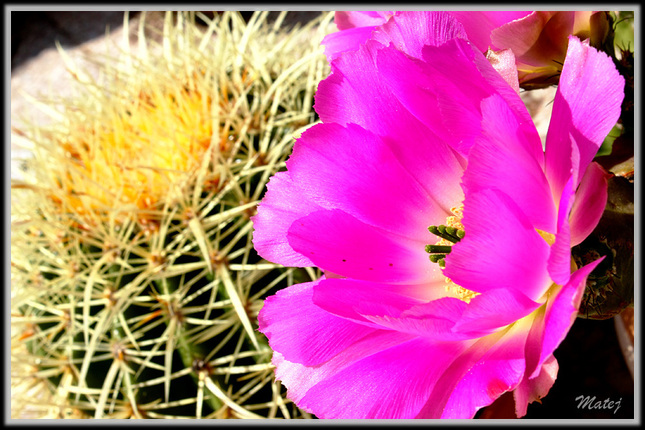 Kaktusova