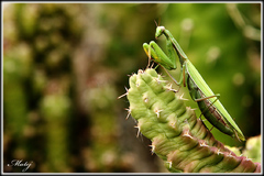 Predator