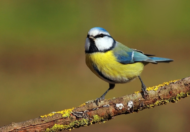 	Sýkorka belasá-Parus caeruleus