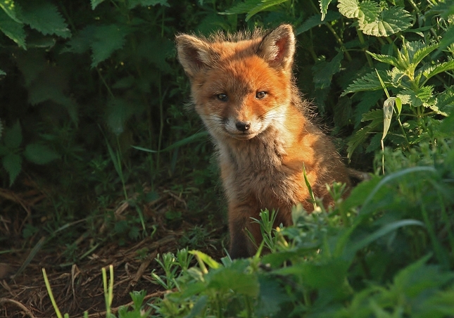 Na rannom slniečku-Wildlife