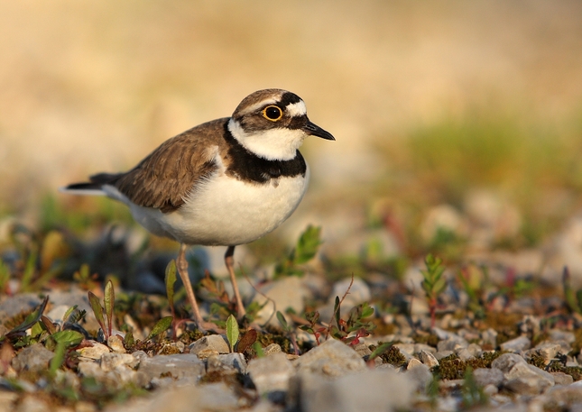 Kulík riečny-Charadrius dubius 