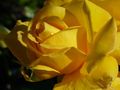 Yellow rose