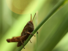 mini konik