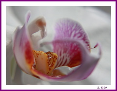 orchidea