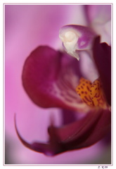 Očka orchidei