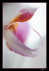 Orchidea