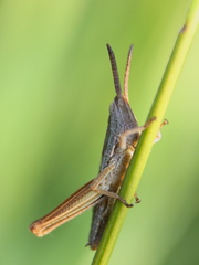 konik