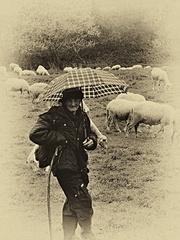 Aj v daždi sa pásť musí
