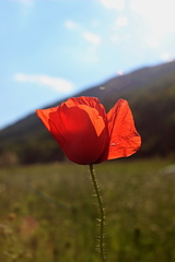 Nastáva čas vlčích makov