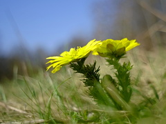 Hlaváčik jarný(Adonis vernalis)