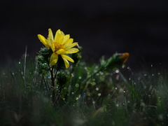 Adonis