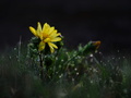 Adonis