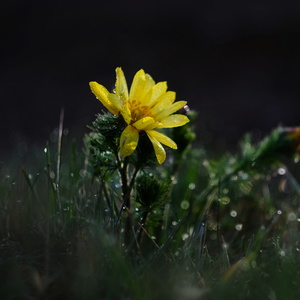 Adonis