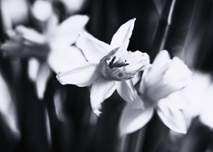 Narcisy