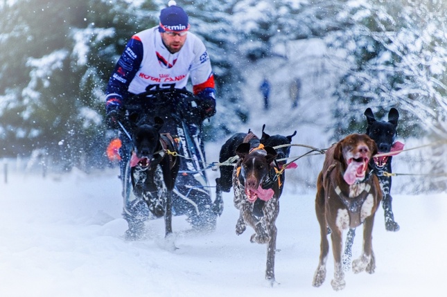 S vyplazenými jazykmi