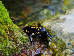 Salamandra