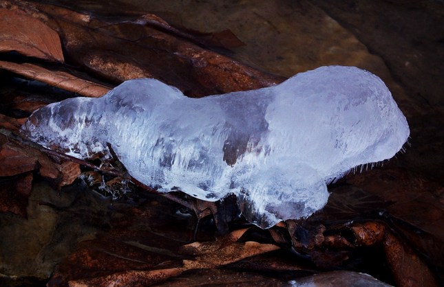 Malý ľadový tuleň