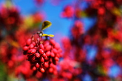 Colors