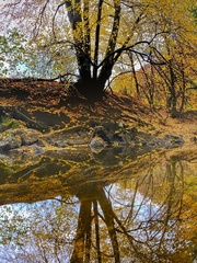 Pozlátený