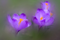 Crocus