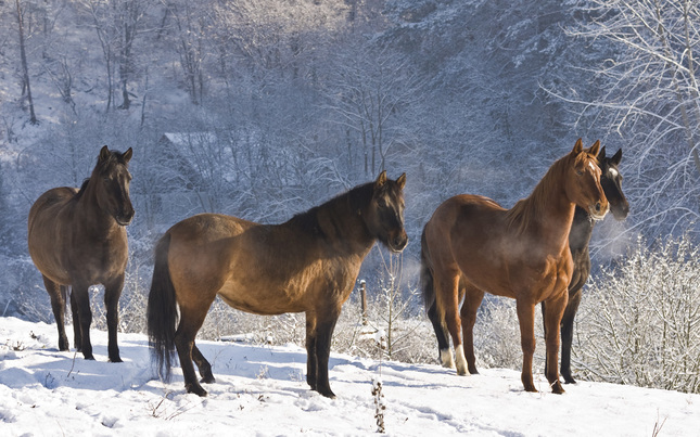 Horses