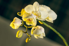 Orchidea