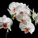 Biela orchidea