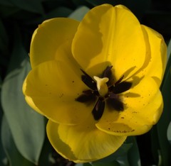TuliPÁN