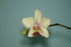 orchidea