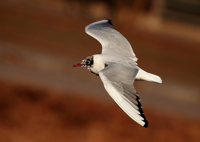 Larus ridibundus