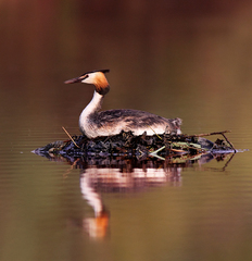 Potápka chocholatá