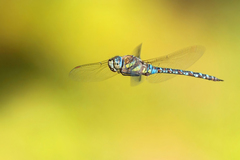 Letofka Aeshna mixta