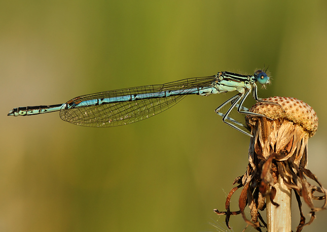 Platycnemis pennipes